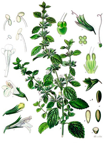 Melissa_officinalis_-_Koehler–s_Medizinal-Pflanzen-094